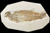 Bargain, Fossil Fish (Mioplosus) - Uncommon Species #119649-1